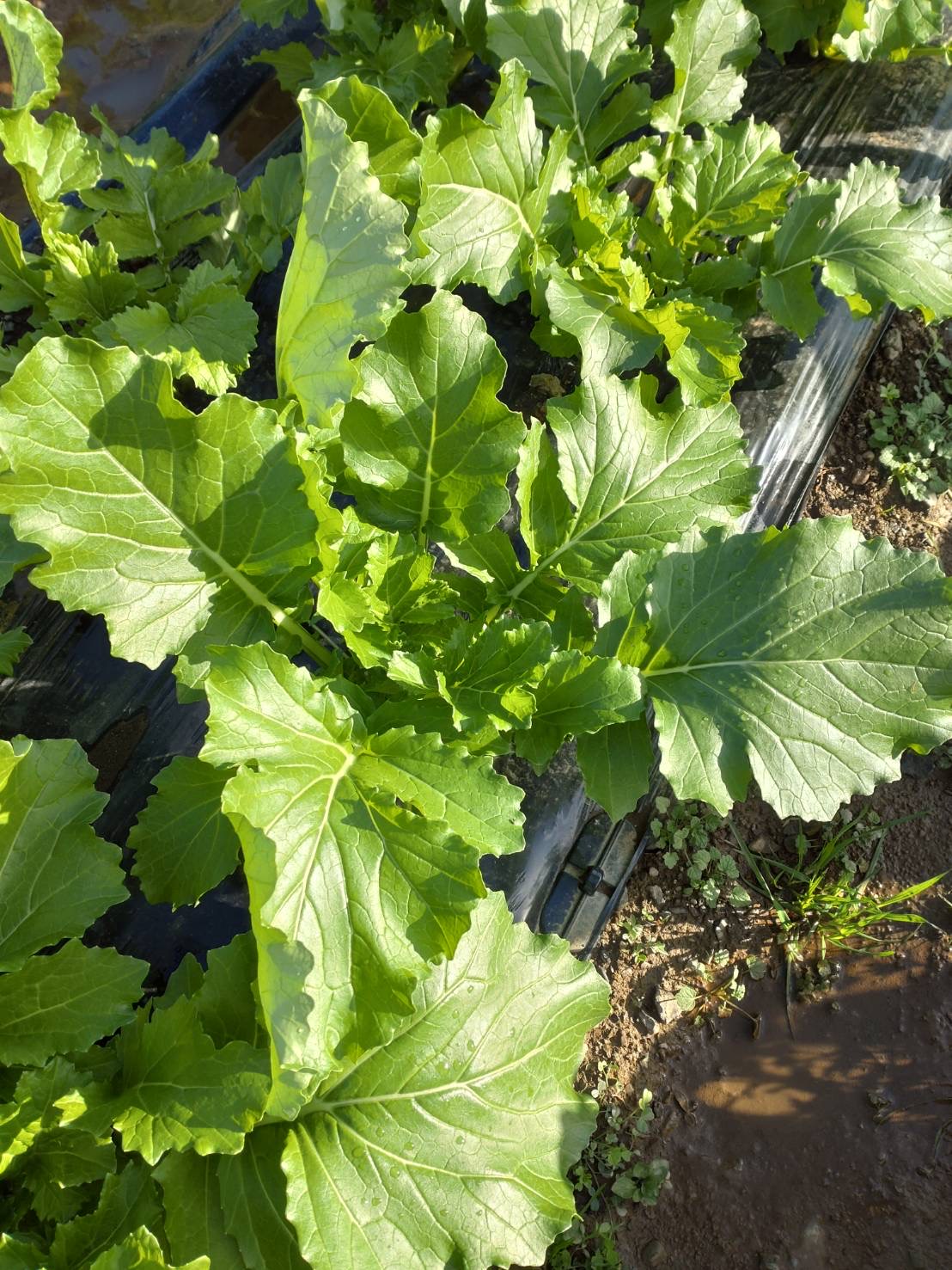 バイオ技術で新品種を生み出す！