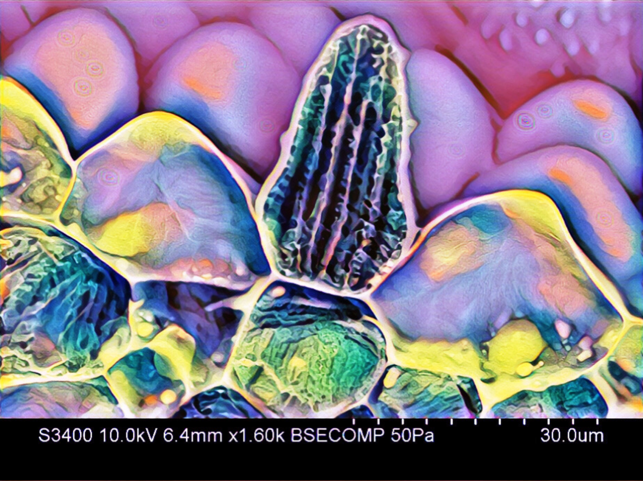 森の中に広がるミクロの世界 ！