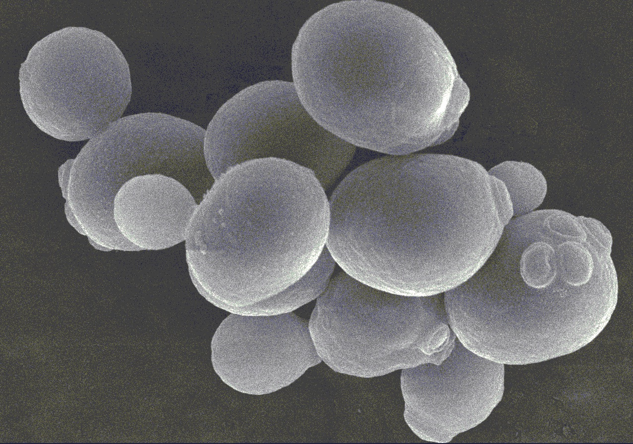 野生酵母をハントせよ！