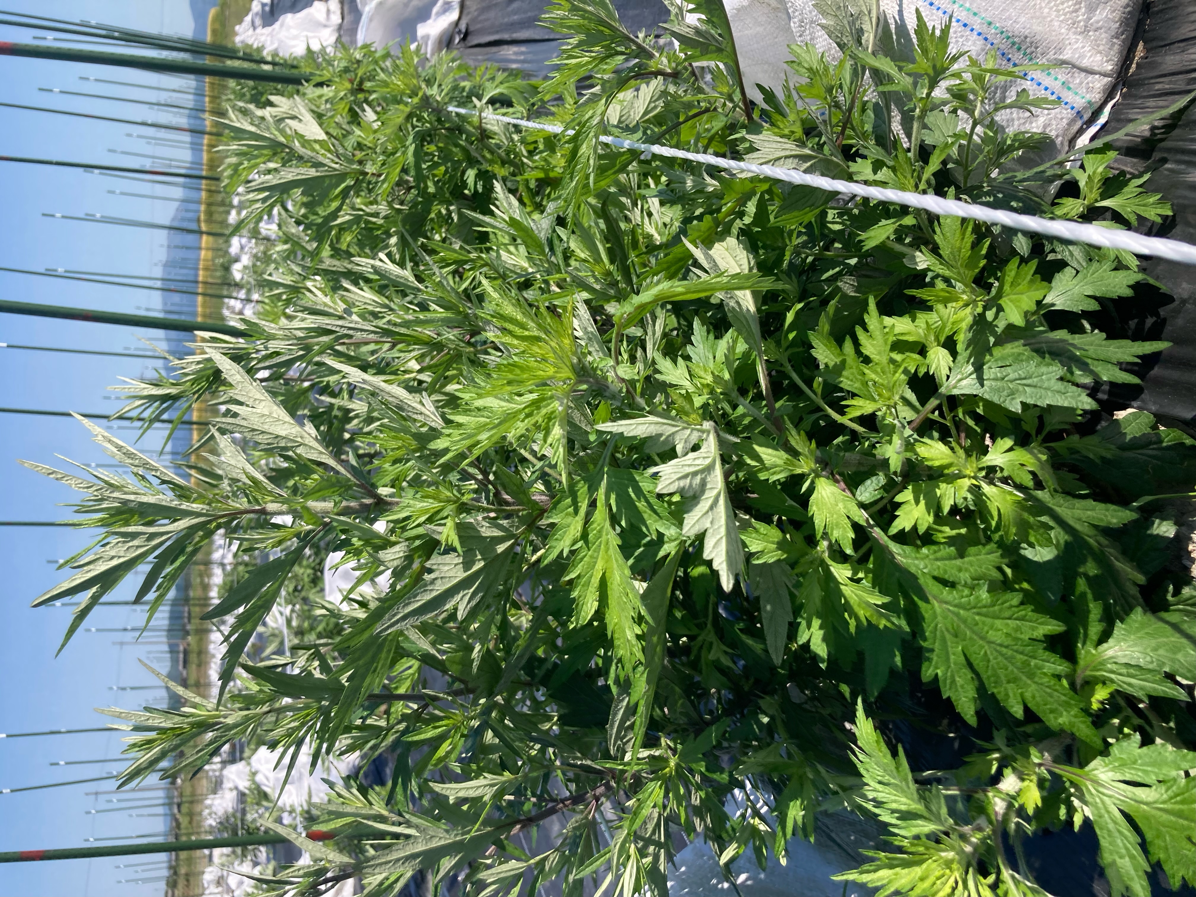 	途絶えていた伝統を科学の力で復活！