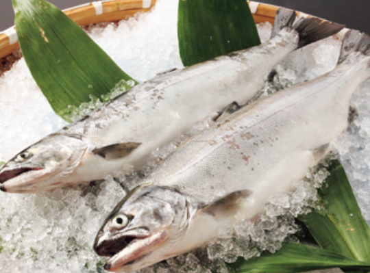 “全身トロ”の美味しさを科学で支える