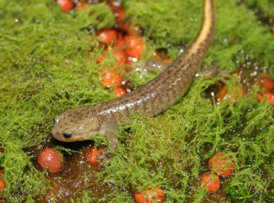 絶滅危惧種を救え！DNA解析で挑む生態系保全