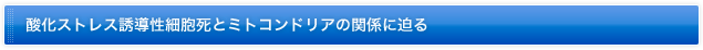 酸化ストレス誘導性細胞死とミトコンドリアの関係に迫る