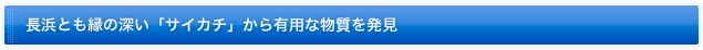 長浜とも縁の深い「サイカチ」から有用な物質を発見