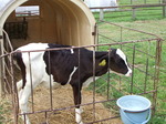 畜産センター見学2011.08.05 016.jpgのサムネール画像