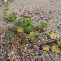 植え付け後のハマヒルガオ