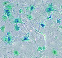 発生生物学