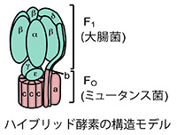 細胞機能学研究室