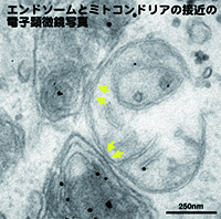 エンドソームとミトコンドリアの接近