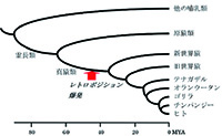 新しい遺伝子の誕生のメカニズム