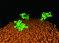 抗菌ペプチドのシミュレーション