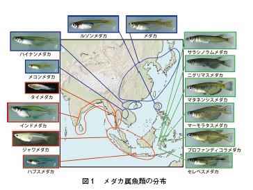 性転換を利用したメダカ性分化機構の解明