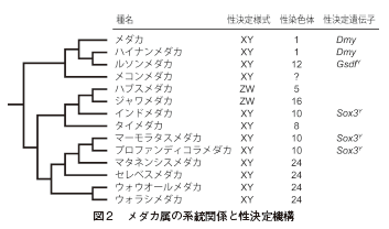 性転換を利用したメダカ性分化機構の解明