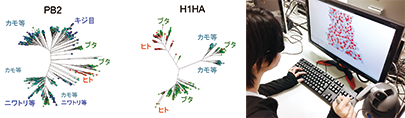 インフルエンザウイルスの遺伝子と宿主の傾向の解析