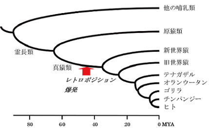 新しい遺伝子の誕生のメカニズム