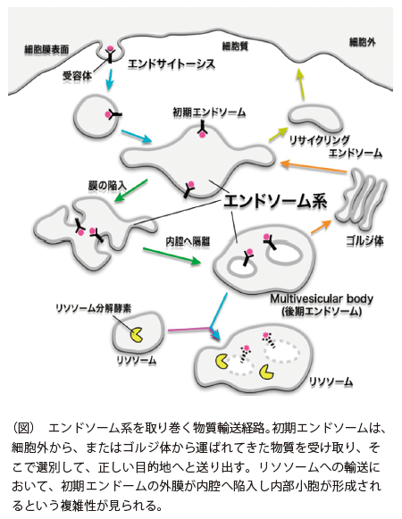 抗がん剤ドキソルビシン耐性機構の解析