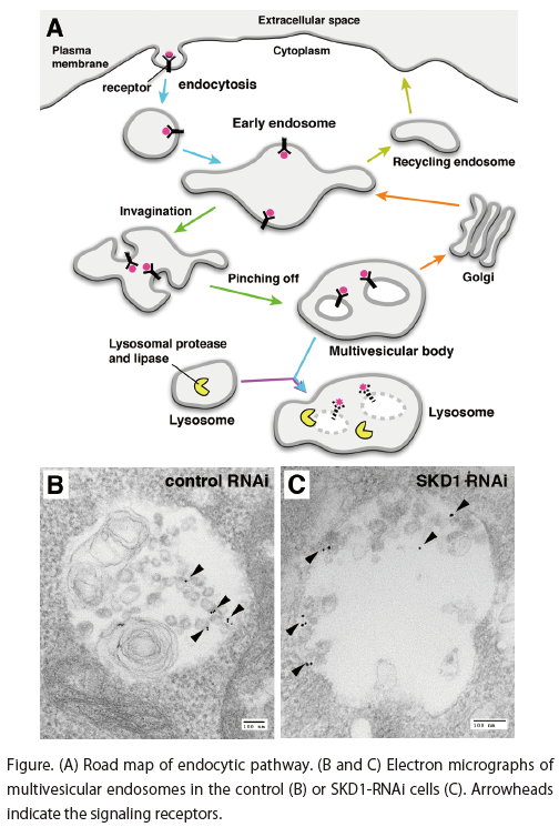 Targeting multidrug resistance