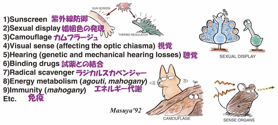 色素細胞の分化と機能を制御する分子機構