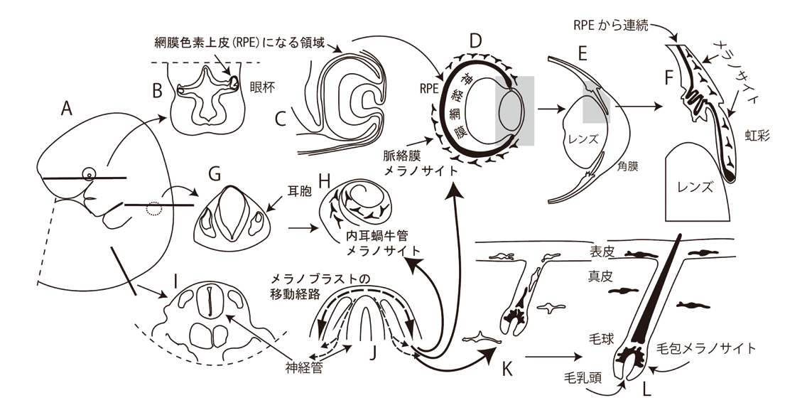 色素細胞の分化と機能を制御する分子機構