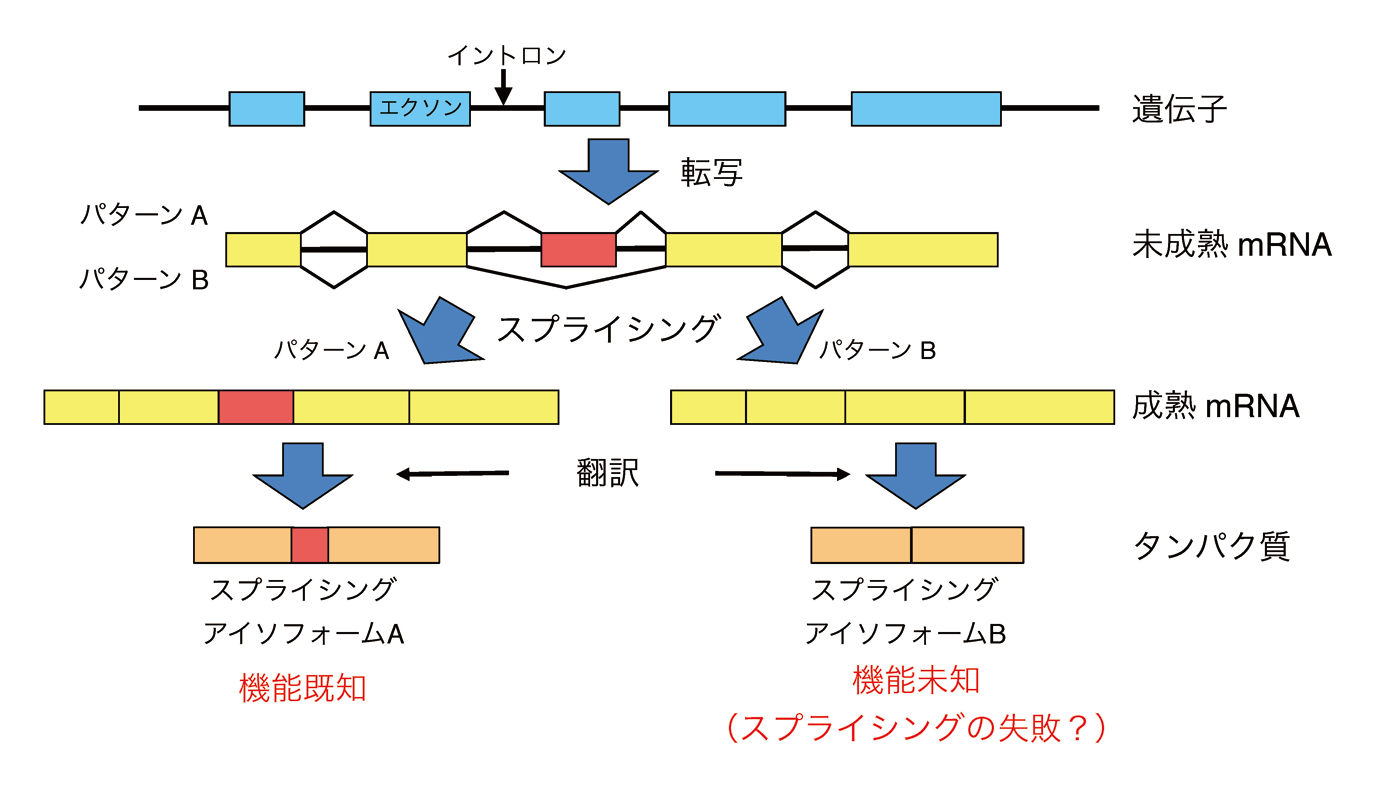 選択的スプライシングにより作られるタンパク質の機能性予測