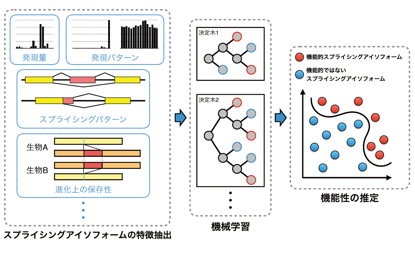 選択的スプライシングにより作られるタンパク質の機能性予測