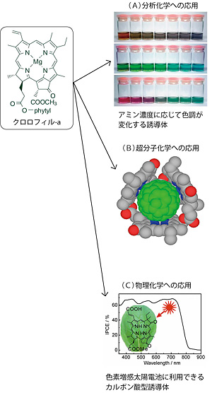 光合成色素の合成的研究