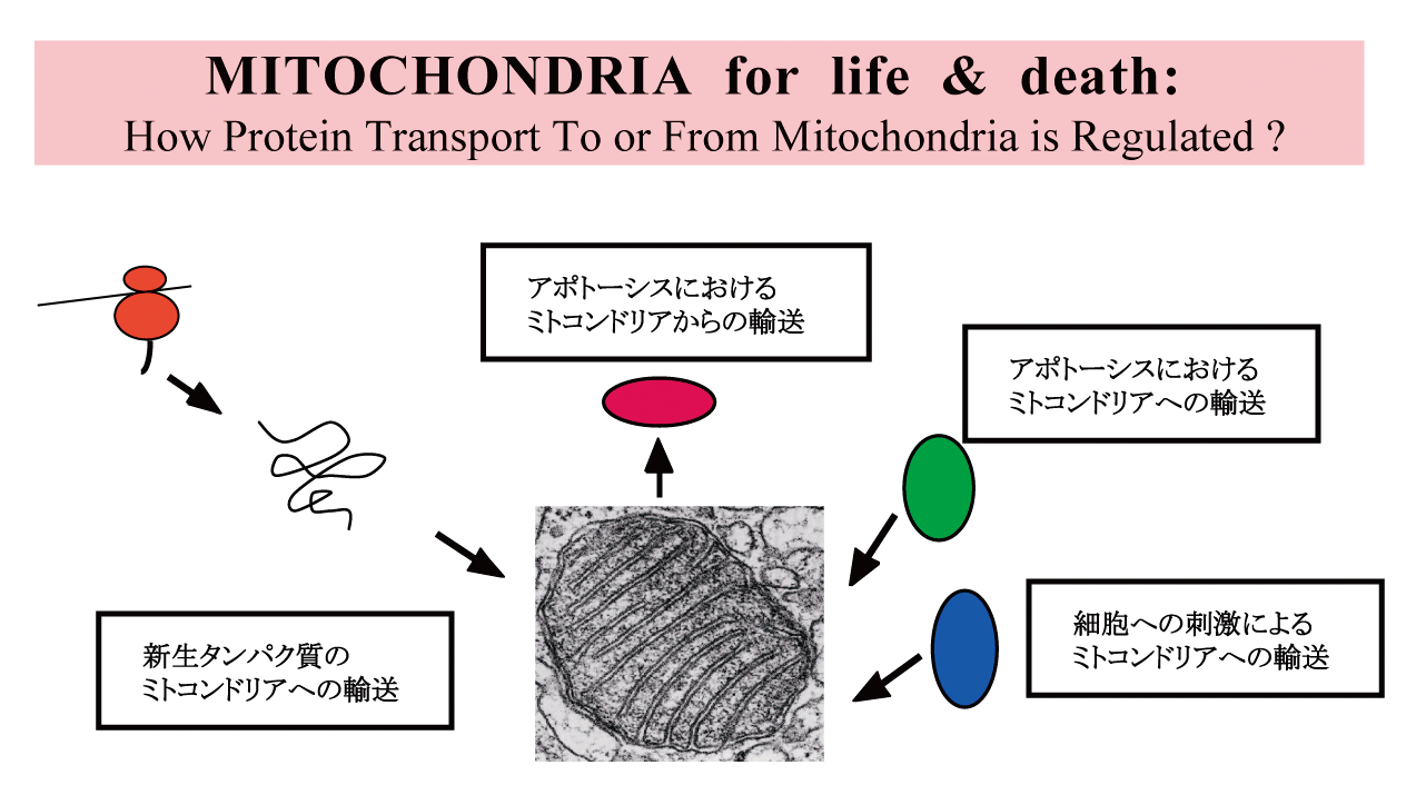 ミトコンドリアのタンパク質の局在化の分子機構