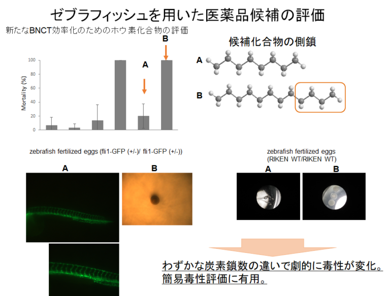 小型魚類および生物発光を用いた新たな薬剤評価系およびスクリーニングプラットフォームの構築