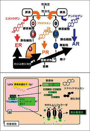 魚類ステロイド受容体の分子機構