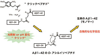 O-アシルイソペプチド法とクリックペプチド