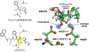 分子認識に基づくプロテアーゼ阻害剤