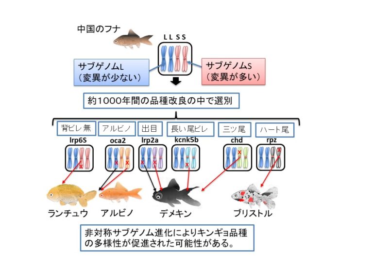 フナの祖先種における全ゲノム重複と遺伝子進化の研究