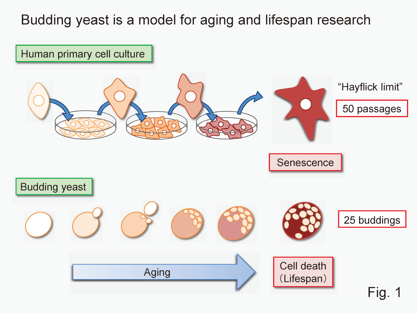 Cellular Aging and Lifespan Study