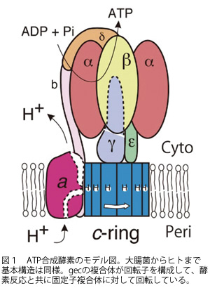 ナノモーターであるATP 合成酵素の回転制御