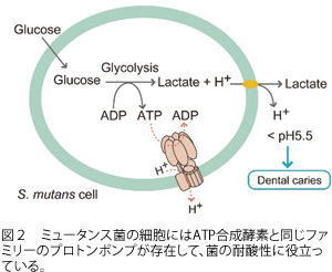 ミュータンス菌F 型プロトンATPaseの性状解析