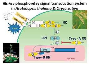 穀物植物の貯蔵機能の解析