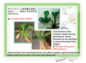 穀物植物の貯蔵機能の解析