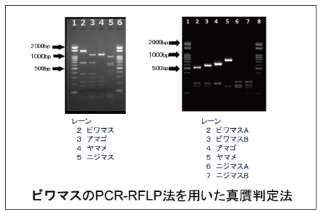 食の安全・安心に対する検査法の開発