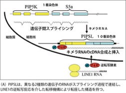 RNA編集機構の再生ゲノム学