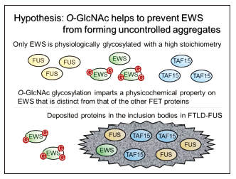 神経変性疾患の原因タンパク質に起こるO-GlcNAc修飾
