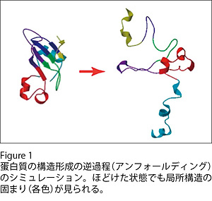 タンパク質のフォールディング過程のシミュレーション