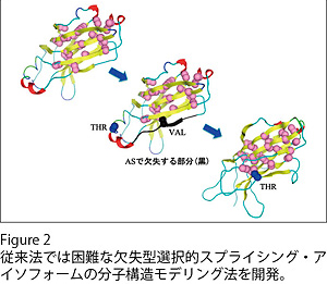 選択的スプライシング・アイソフォームの分子モデリング法の開発