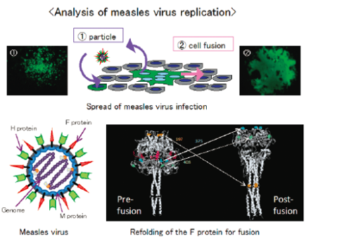 麻疹ウイルス増殖機構の解析