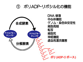 タンパク質の翻訳後修飾：ポリADP-リボシル化反応の意義
