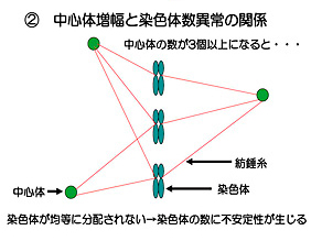 発がんにおける中心体の役割の解明と診断への応用