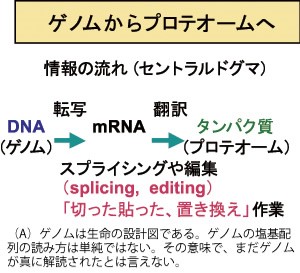 RNA編集の実態解析とその意義の重要性