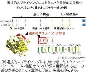 選択的スプライシングによるタンパク質の多様化