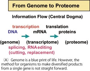 Role of RNA editing