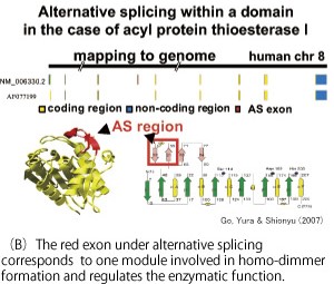 Protein diversification by alternative splicing