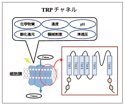 動物の多様性及び環境適応を支える感覚センサーの機能